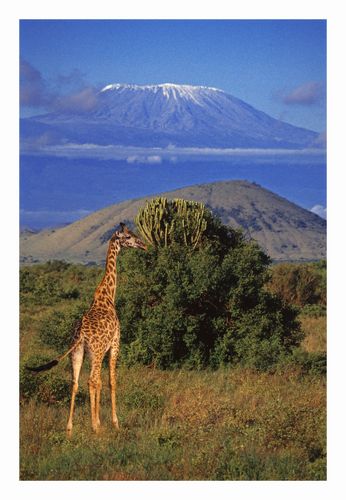 Giraffe 
